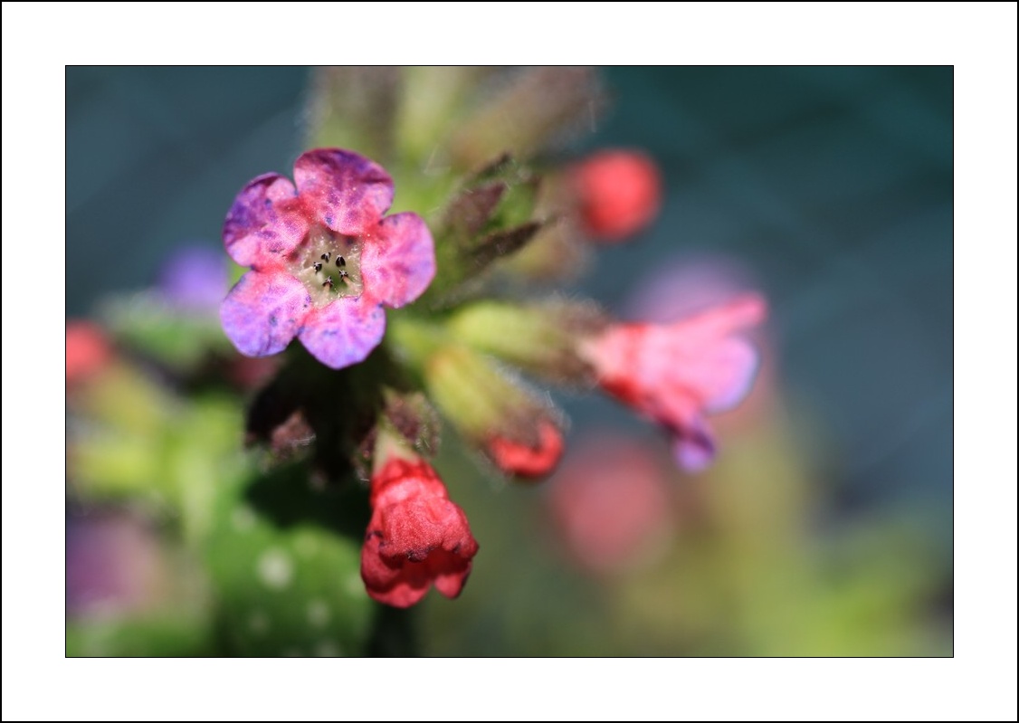Kopie - IMG_0468
